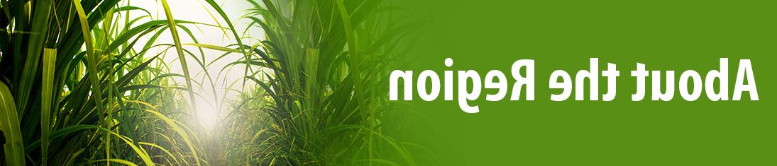 Banner with Image of Sugar Cane